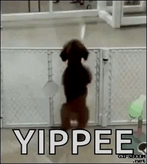 Featured image of post Excited Dog Gif
