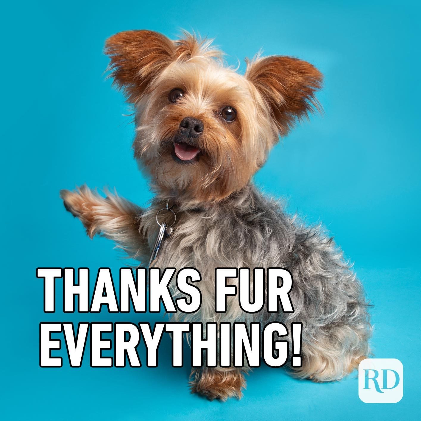 Featured image of post Thank You Dog Gif Funny